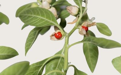 ashwagandha withania somnifera