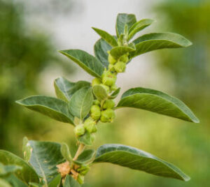 Withania somnifera plant ashwagandha benefits for men withania somnifera plant, also known as ashwagandha