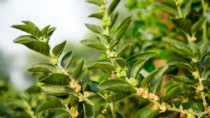 Ashwagandha Benefits For Men | Science, Dosage & More